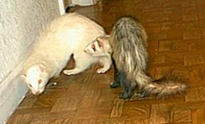 whitey/buttercup fighting