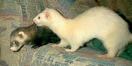 sheba/whitey
