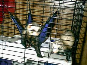 rocky/buttercup in cage