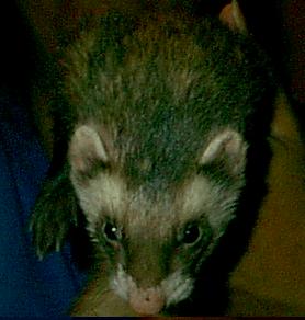 Rascal