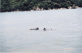 Golfinhos