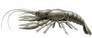 Don't hate me because my&nbsp; momma' was a crayfish!!!&nbsp; Krawdaddy's all I know how to be...