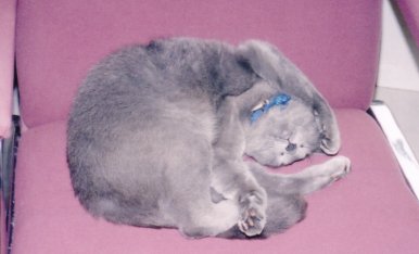 The "sweet roll"