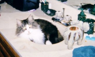 "This sink is occupied"