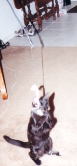 Click for more Yoda pics