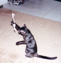 Attack kitty