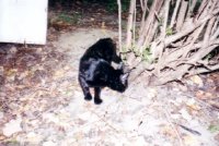 Yoda's first time outside