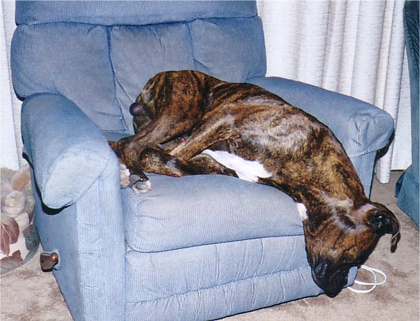 Leroy (about to fall off the chair)"
