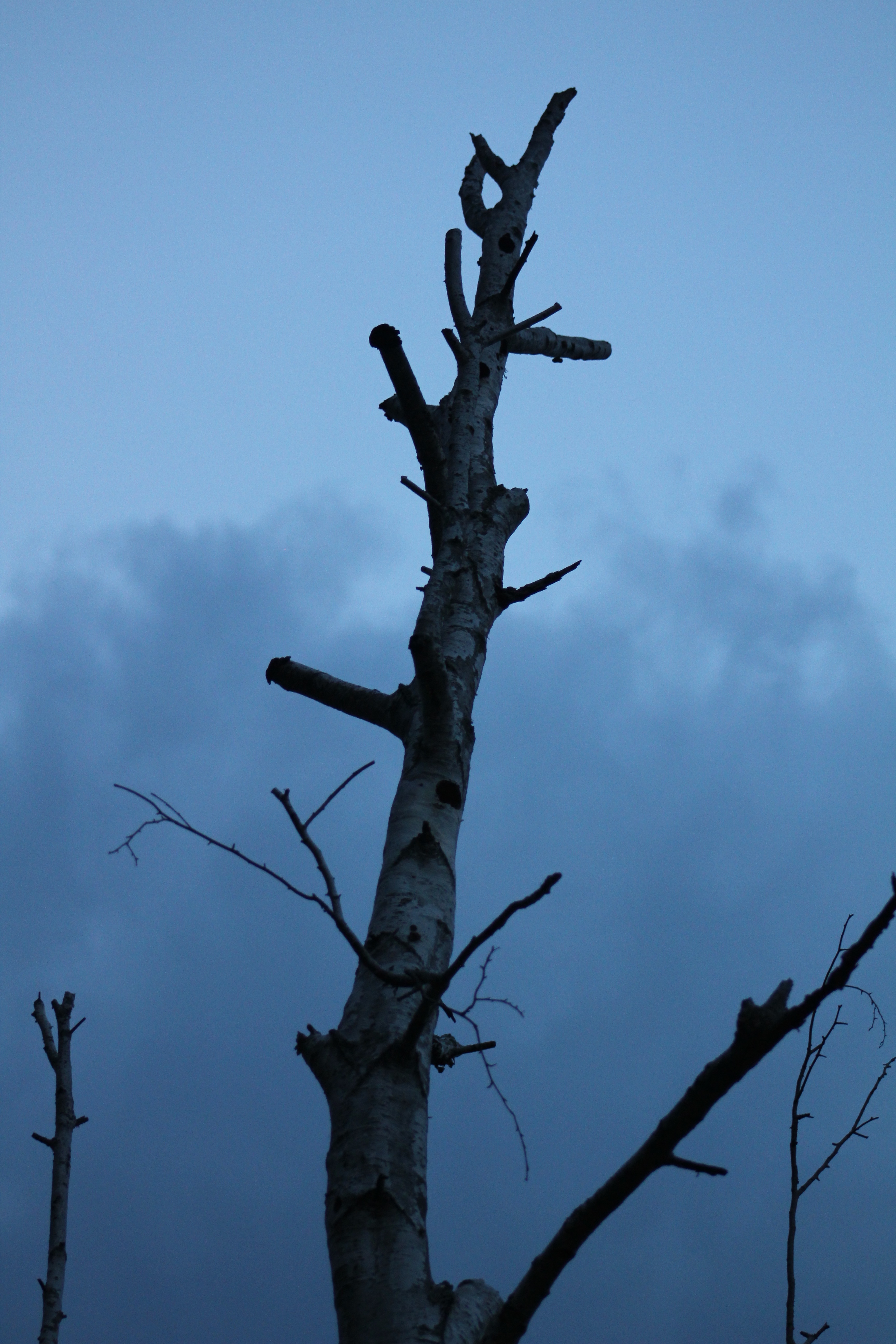 tree2