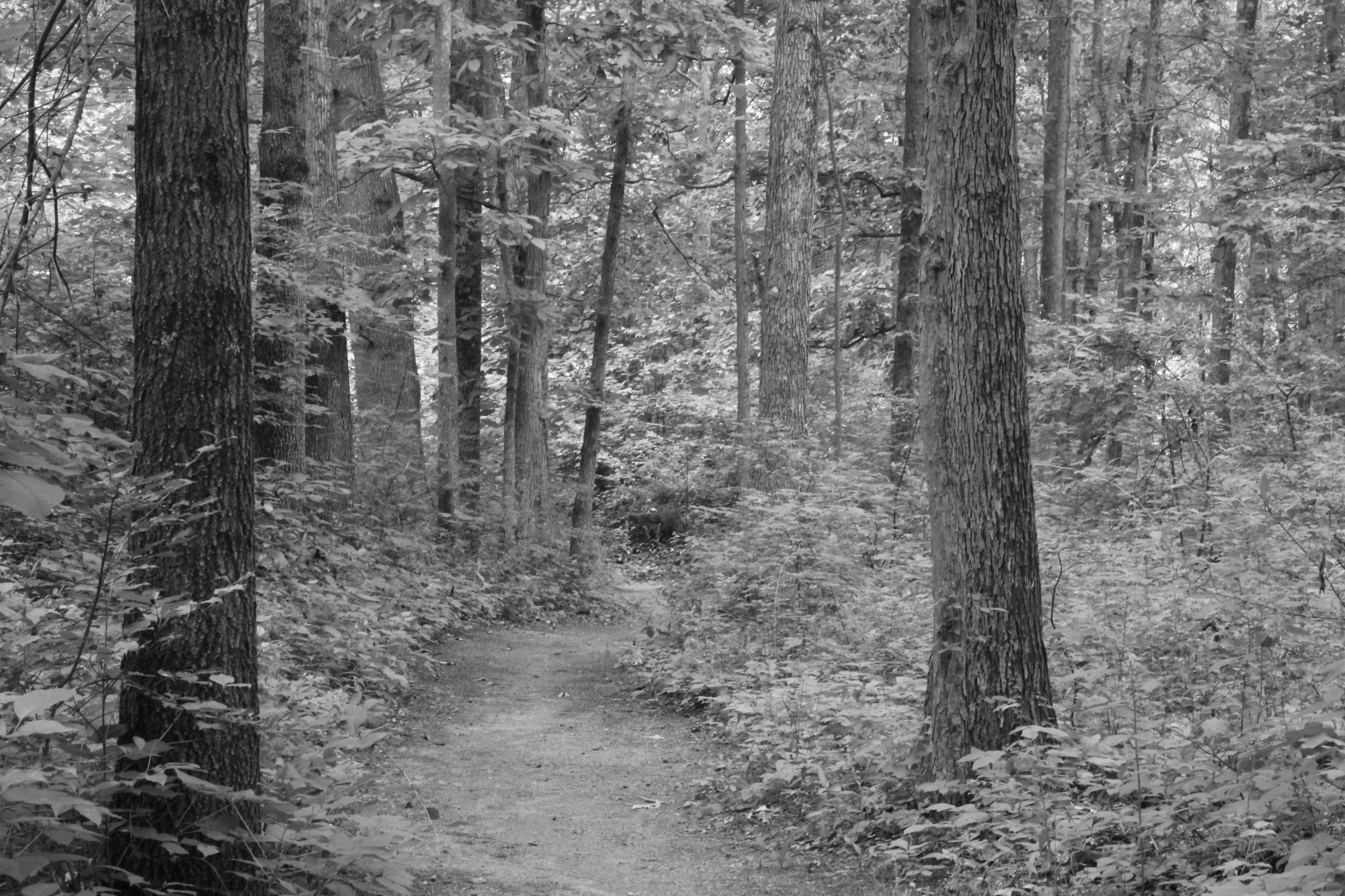 trail