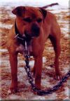 The Duke