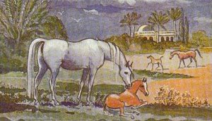 painting by Lady Wentworth, from the book The Authentic Arabian Horse and His Descendants