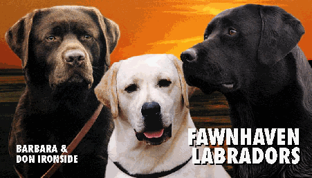 Fawnhaven Labradors, USA
