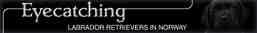 Eyecatching Labradors, Norway