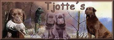 Tjotte Labradors, Sweden