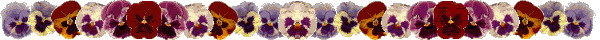 purple pansy bar