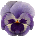 pansy graphic