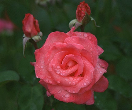 Touch of Class rose - my fave