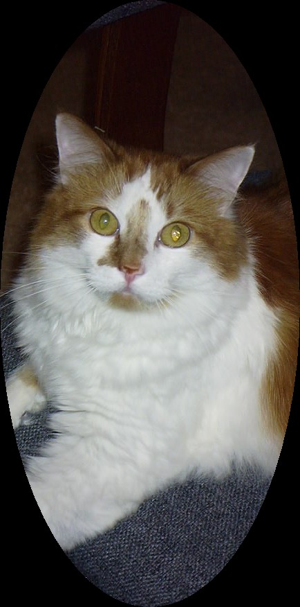 The Gallery of His Orange Pulchritudinous Majesty, Mr. Badd