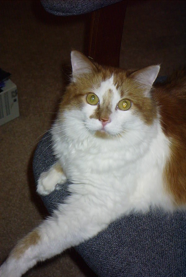 "Click should you care to view pictures quite inferior to my true orange pulchritude.&nbsp; Varlet."