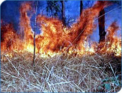 FIRE (Fire burning on stacks of straw)