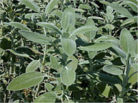 Herbs (This is sage)