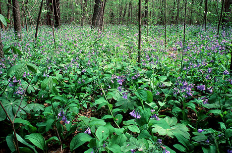 EARTH (Field of blubells)