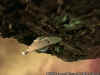 Franklin vs Borg Cube.jpg (18660 bytes)