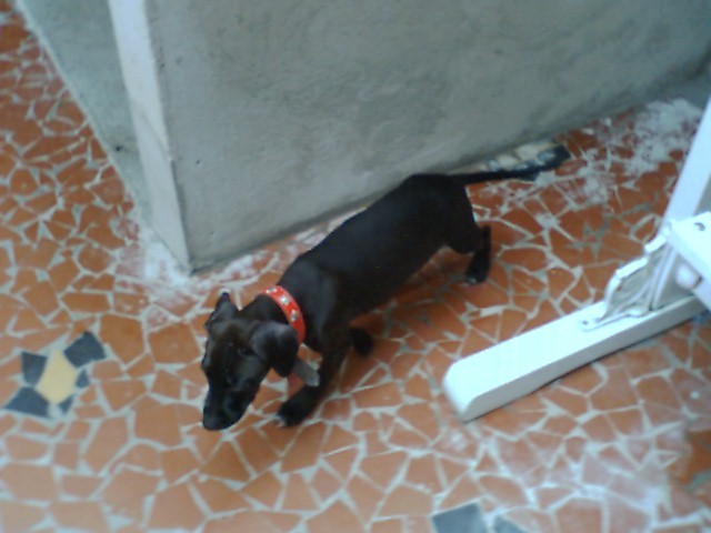 Dalgravalen's Bandida Bad Dog