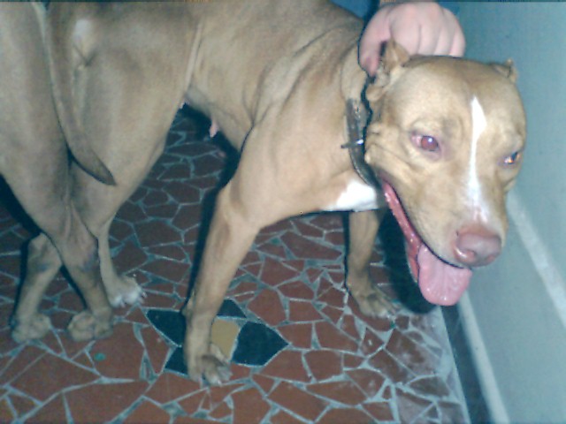 JCH. Wilder Red Gracie