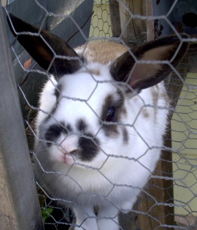 This is floppy the killer bunny.