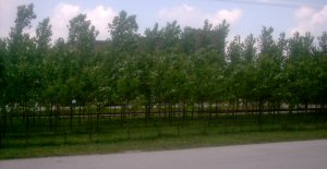 Rumor is that the ground here was contaminated by an old filling station and the trees are planted to help clean the soil. I don't know, but they are purty.