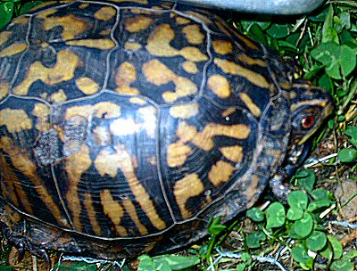 This is my nephew's turtle.