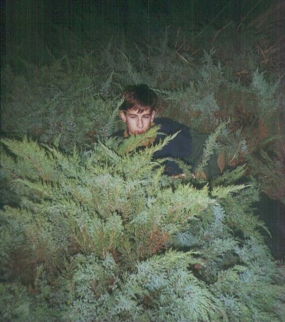 Animal in the bush