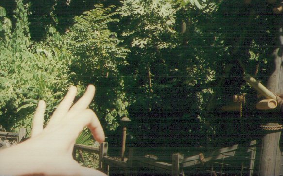 Gang Sign
