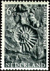 ammoniet
