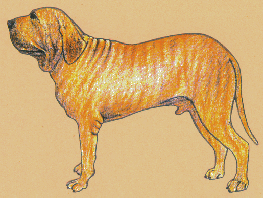 brindle