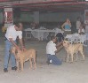 Julgamento dos Exemplares