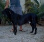 Hector do Urub�