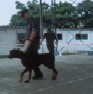 Mancando