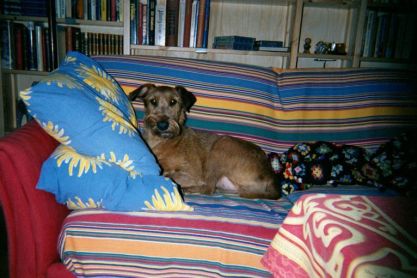 F�r man ta med sig hunden till  himlen n�r man d�r