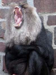 [der Ober-Bartaffe von CNN zetert]