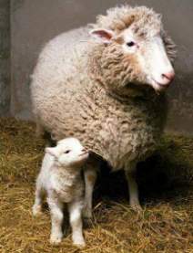 [Klonschaf Dolly]