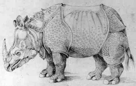 [D�rers 'Rhinoceron']