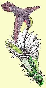 [Kolibri auf Kaktusbl�te]