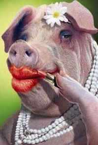 [Lipstick on a pig]