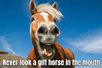 [gift horse]