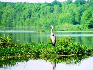 [Reiher im Reihersee]