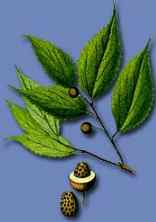 [Die Frucht des Z�rgelbaums]