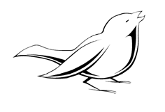 Little Birdy